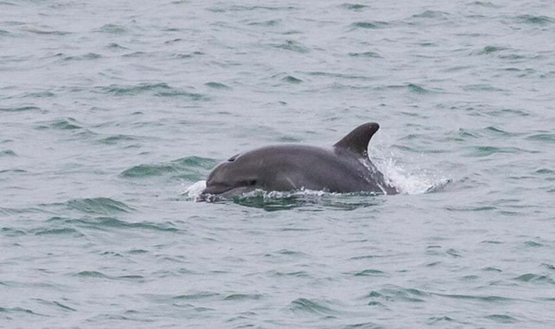 Peter Howlett Bottlenose Dolphin 01 2016-06-17 (2).jpg